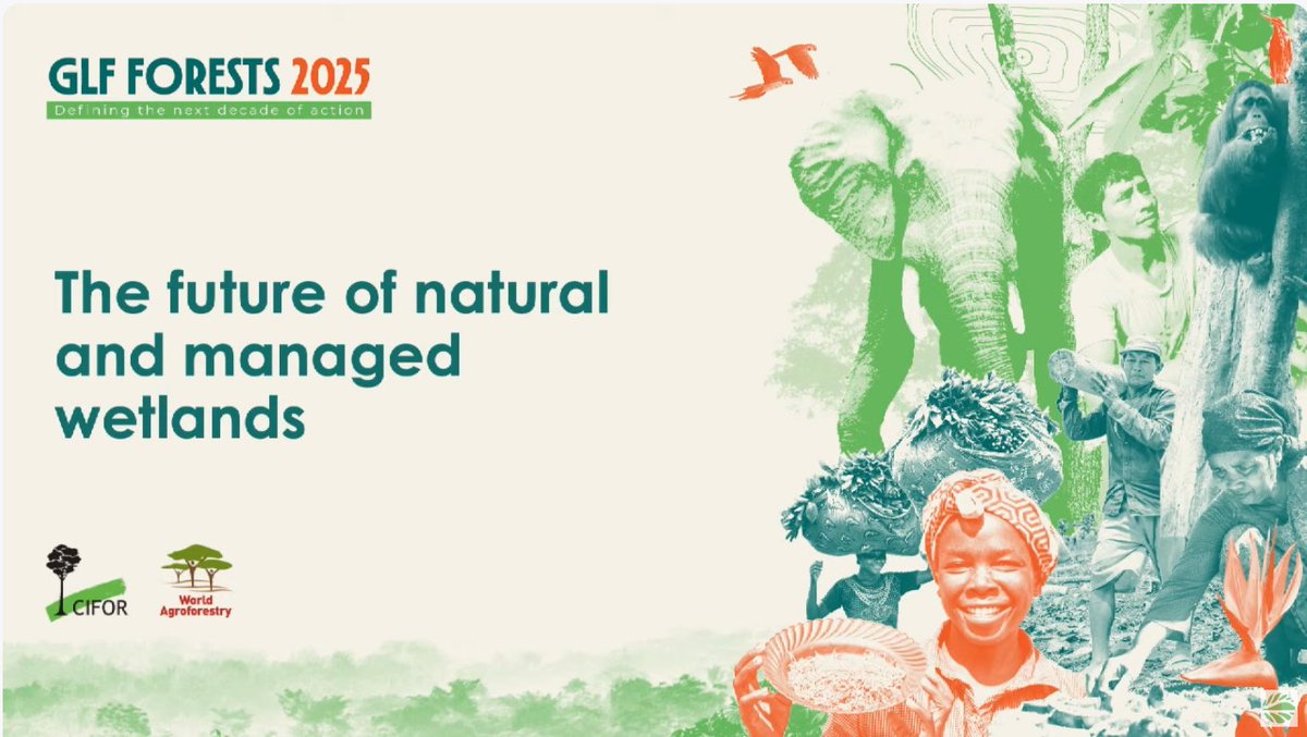 TheLandAlliance's tweet photo. 🔴Happening now at #GLFForests: The future of natural and managed wetlands
Wetlands cover just 3% of Earth���s surface but store 30% of global soil carbon. Yet only 17% of peatlands are protected.
Join the conversation on protecting these ecosystems.
🔗: https://t.co/ApNDv6QJPc
#ForestsMatter