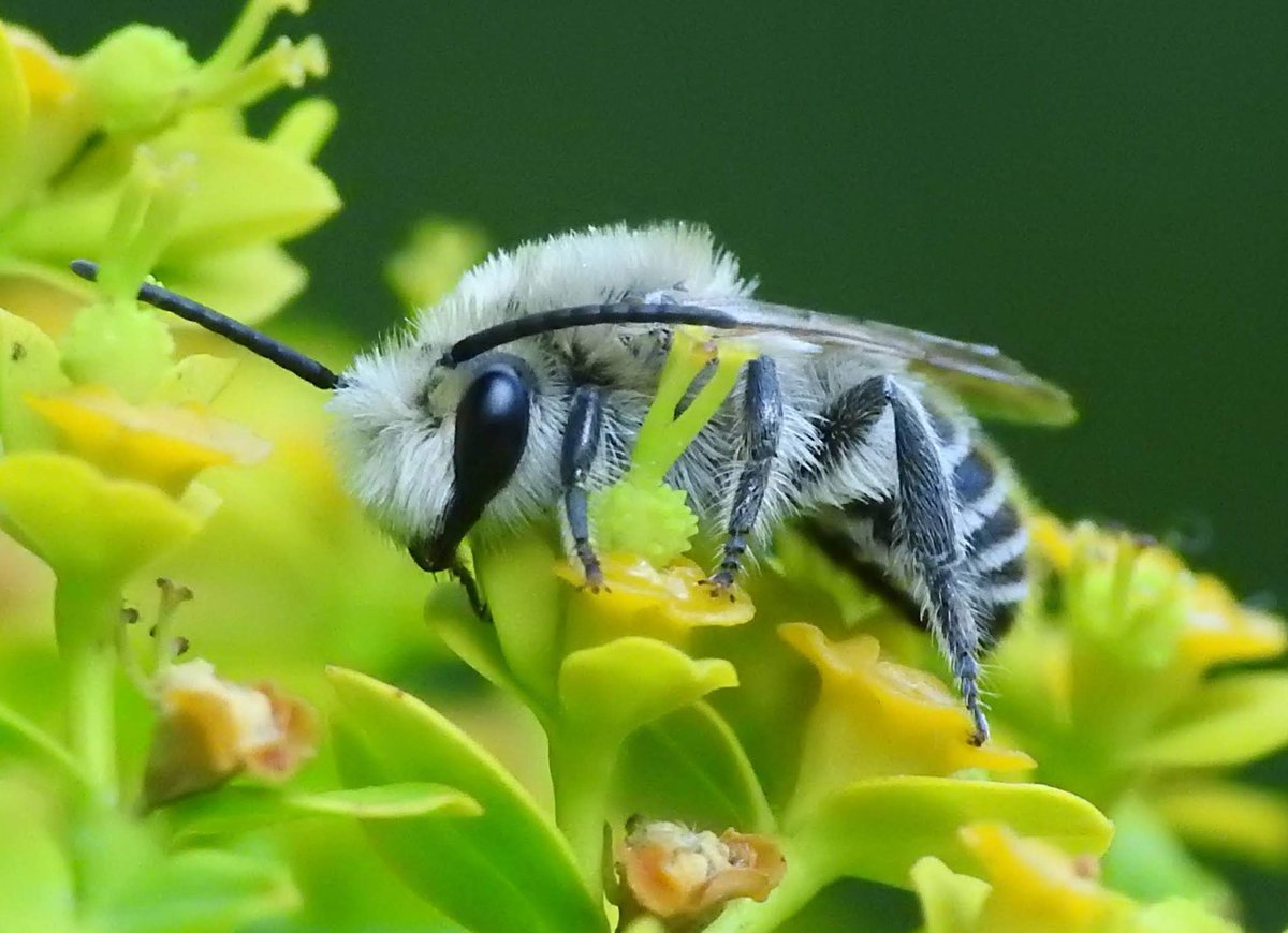 🐝 ¡Este sábado nos vamos a la Casa de Campo!
Queremos descubrir qué abejas y otros polinizadores visitan las flores de nuestras zonas verdes 🌸
¿Te apuntas al taller gratuito?
📍 Actividad al aire libre
✉️ Inscríbete en: infocasacampo@madrid.es
 <a href="/FECYT_Ciencia/">FECYT</a> 
📷: <a href="/txaverius/">Javier Martín</a>
