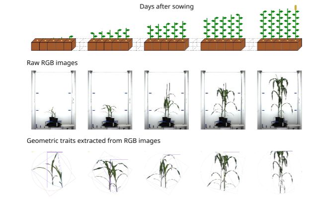 Leibniz IPK (@leibnizipk) on Twitter photo Yet, we lack understanding of the expression of multiple traits at different time points across the entire growth period of the plant. A research team, incl. <a href="/LeibnizIPK/">Leibniz IPK</a>, has solved this problem. <a href="/NaturePlants/">Nature Plants</a>
➡️PR: tinyurl.com/mrxkvvnr
➡️Paper: tinyurl.com/4mn3en96 Yet, we lack understanding of the expression of multiple traits at different time points across the entire growth period of the plant. A research team, incl. <a href="/LeibnizIPK/">Leibniz IPK</a>, has solved this problem. <a href="/NaturePlants/">Nature Plants</a>
➡️PR: tinyurl.com/mrxkvvnr
➡️Paper: tinyurl.com/4mn3en96