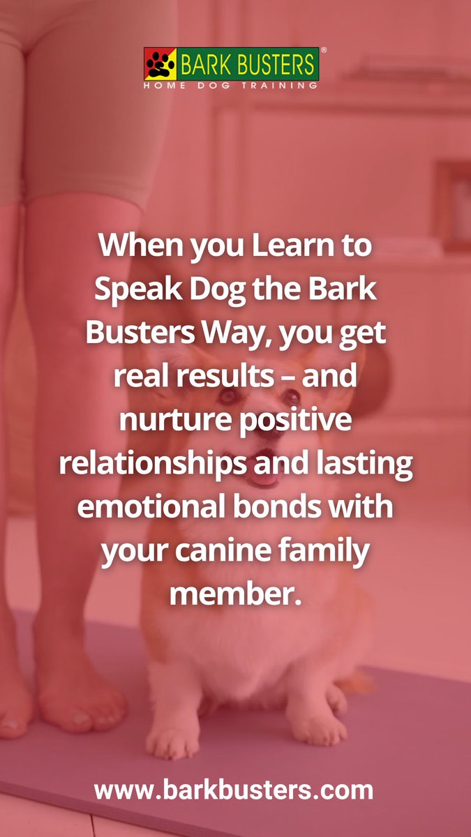 barkthevalley's tweet image. Training that works, right where you live. 🏡🐕 Bark Busters’ one-on-one sessions solve common problems like barking, leash pulling, and more. 🐾✨ Book your first visit 👉 barkbusters.com/dog-training/s… #BarkBusters #DogBehaviorHelp