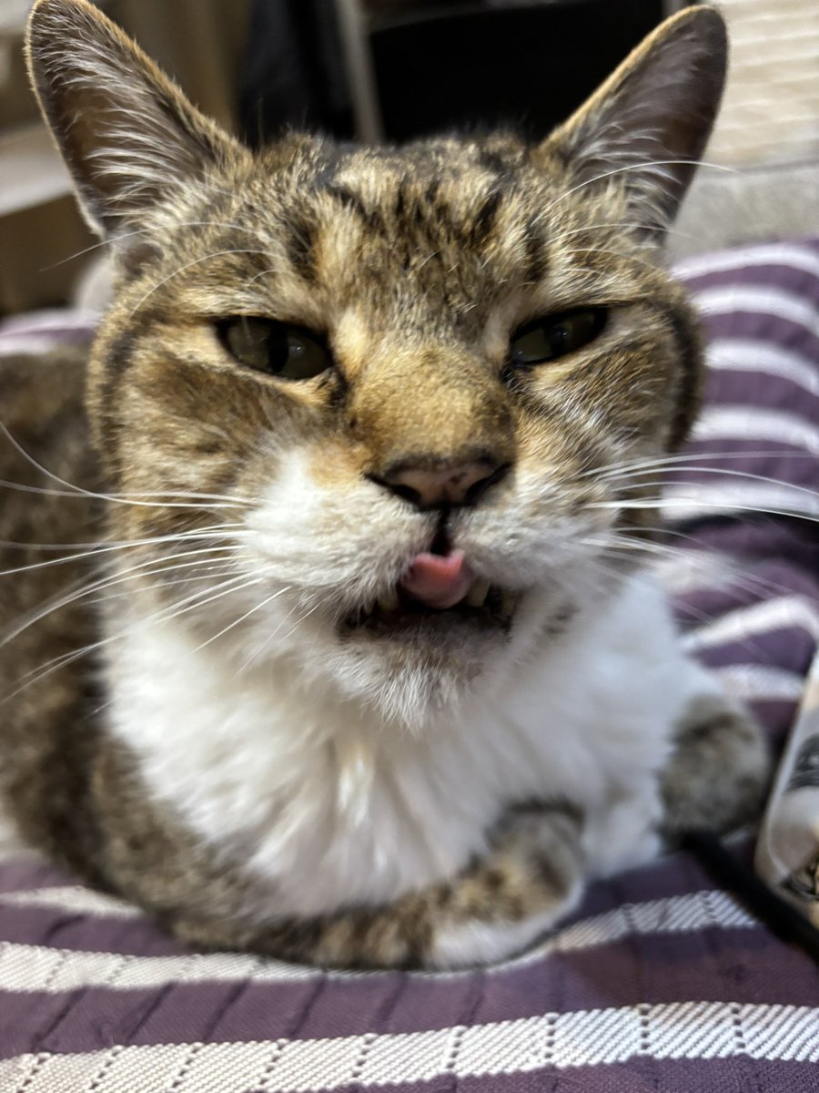 今日のまめ
＃猫のいる暮らし　＃猫のいる幸せ　＃猫　＃まめ