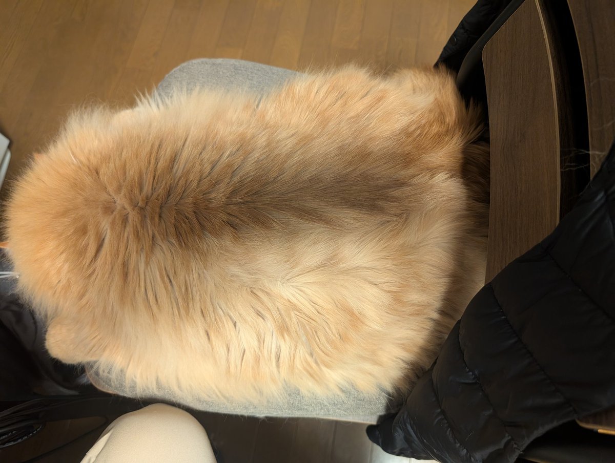 onasukwi's tweet photo. 猫とは思えないフォルム

なんか四角いし平べったくて薄いし

 #猫のねぎ https://t.co/jWZfcMHMwa