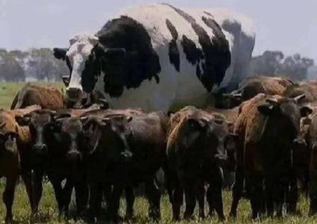 Fourth year alifanya supp na mafresher: