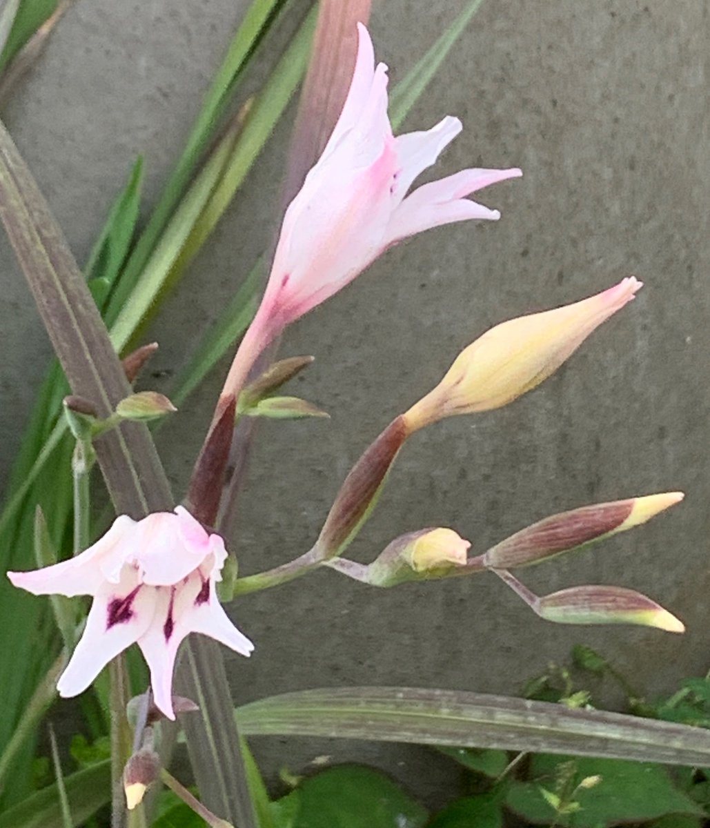 MamaFlowra's tweet photo. #seasonalplants
#flowers
#季節の植物
#lridaceaegladiolus 
#グラジオラスピュアベール https://t.co/7IGoD7jpgr