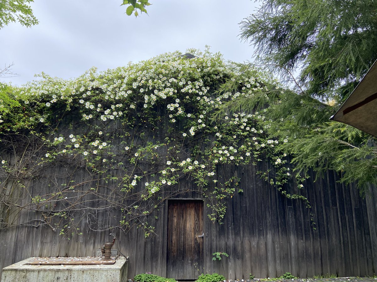 bajamania's tweet image. in the vespertine hour of late spring 
#ThePhotoHour #LateSpring #熊澤酒造