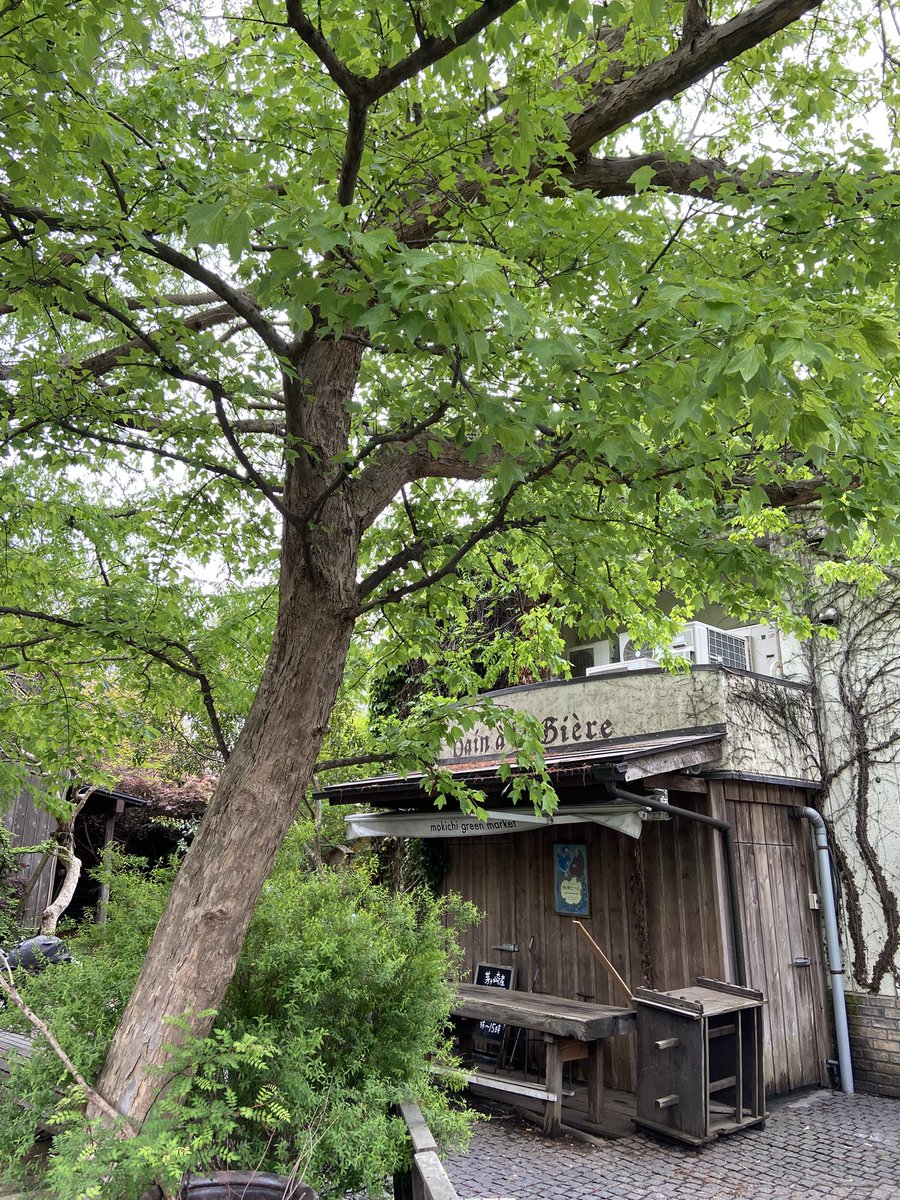 bajamania's tweet image. in the vespertine hour of late spring 
#ThePhotoHour #LateSpring #熊澤酒造