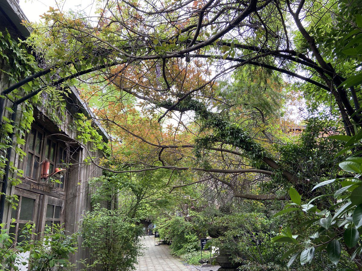 bajamania's tweet image. in the vespertine hour of late spring 
#ThePhotoHour #LateSpring #熊澤酒造