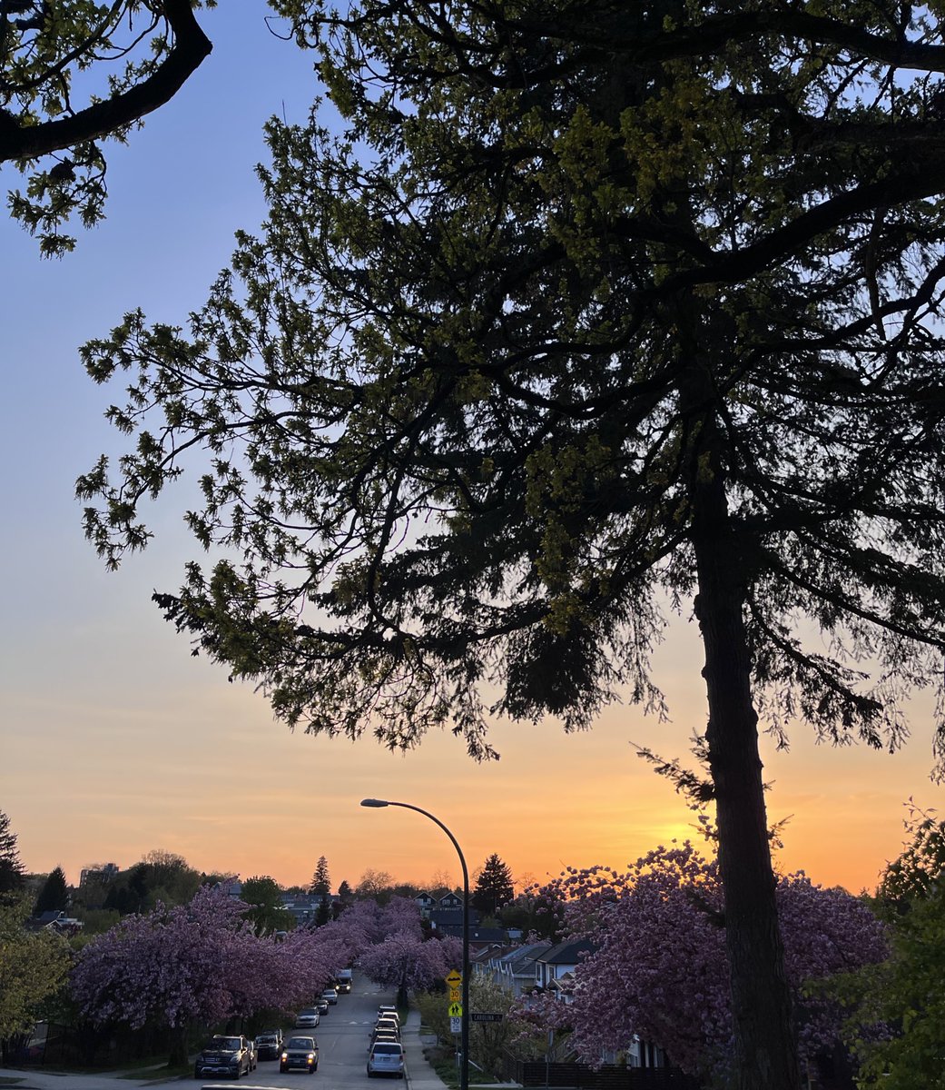 moose_canada's tweet photo. 夕焼けと八重桜🌸
バンクーバーの住宅街、八重桜の並木が綺麗 https://t.co/yesOXN1AGa