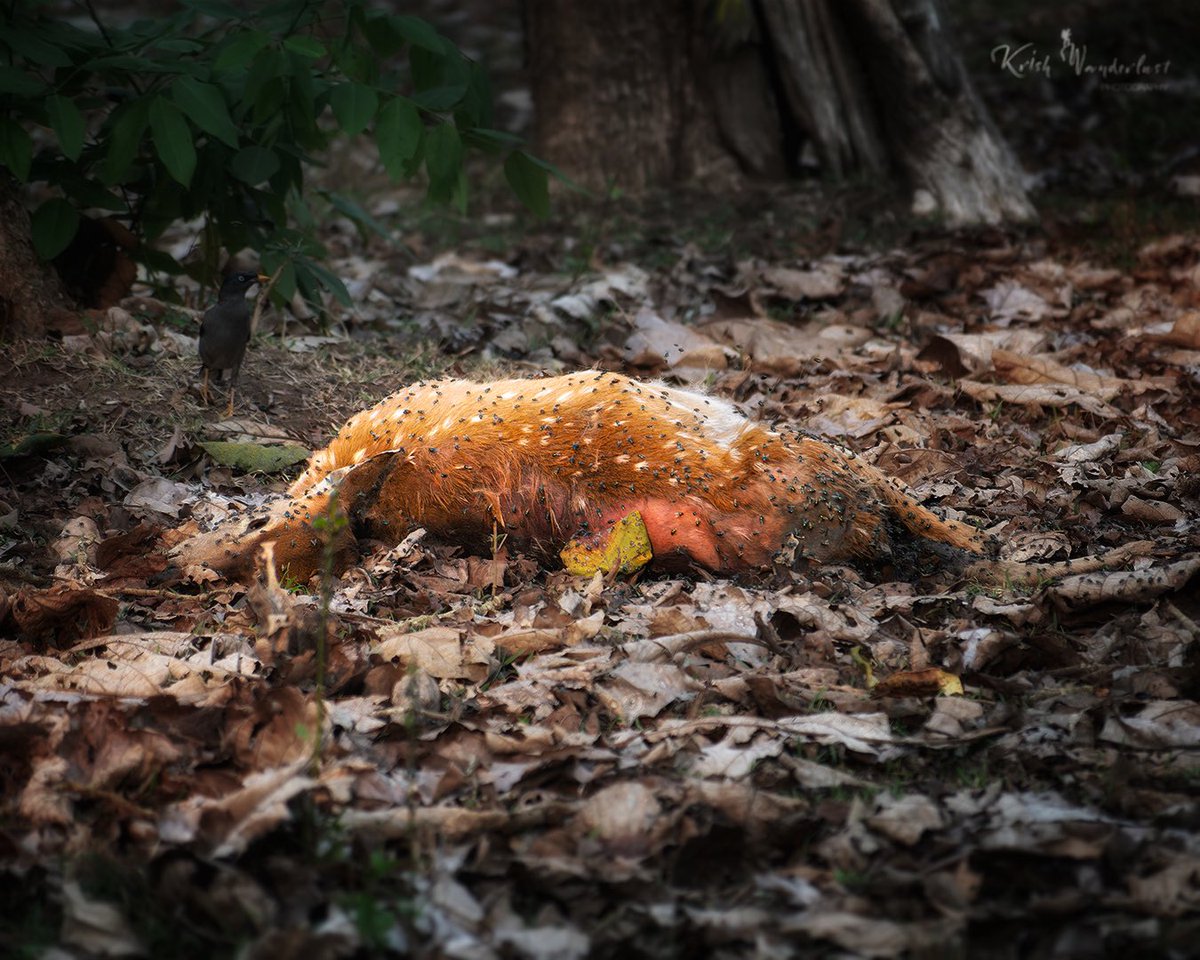 wanderlust_kris's tweet photo. Sights are not always pleasant in the jungle

#kabini #nagaholenationalpark #karnataka #karnatakaforest #wildlifephotography #natgeo #natgeowild #natgeowildlife #iganimals #animalsofinstagram #nikonindia #shotonnikon #nikon #krishwanderlustphotography #thegboots https://t.co/612fZ3zo1o