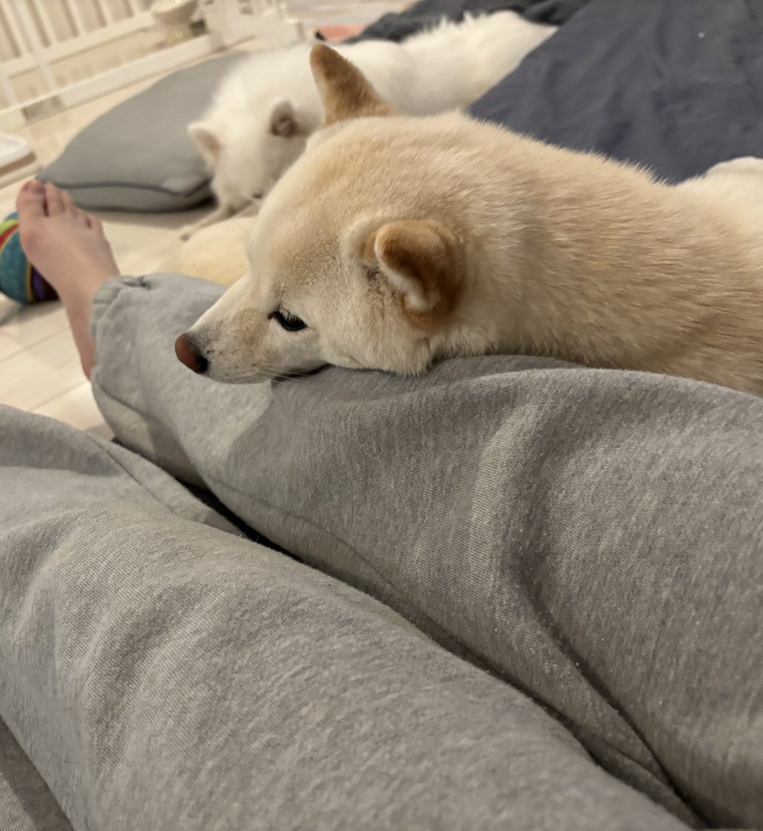 普段柴距離保ってるのにたまにこういう距離のつめ方してくるの可愛すぎるよ