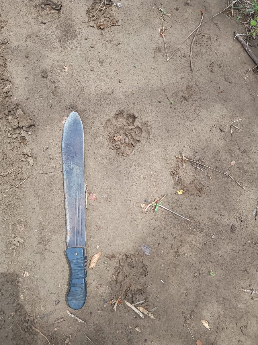 A Rocha Kenya (@arochakenya) on Twitter photo Exciting find in Dakatcha Nature Reserve! 🐾 Our team came across a photoprint that could belong to a LION! The rains are bringing new possibilities to this recovering landscape. More updates to come from <a href="/ARochaKenya/">A Rocha Kenya</a>. #Dakatcha #KenyaWildlife #LionWatch #Conservation Exciting find in Dakatcha Nature Reserve! 🐾 Our team came across a photoprint that could belong to a LION! The rains are bringing new possibilities to this recovering landscape. More updates to come from <a href="/ARochaKenya/">A Rocha Kenya</a>. #Dakatcha #KenyaWildlife #LionWatch #Conservation