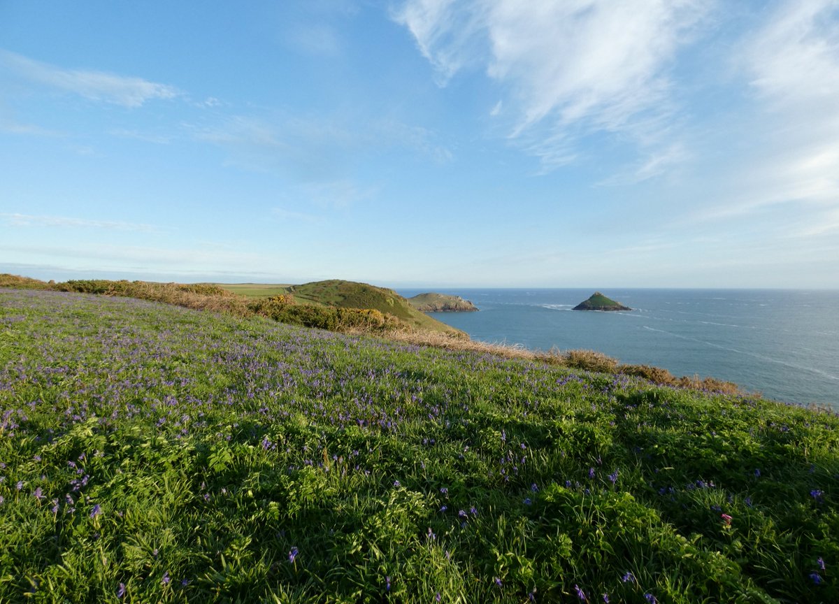 Stunning. What a morning (with a side of bitter wind still) 🪻💨🩵 #bluebells #Cliffside