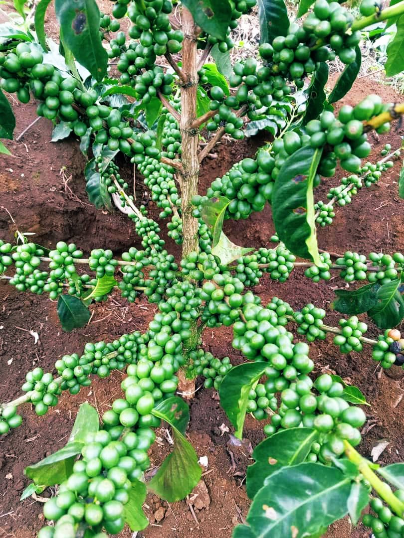 Amidst all the rains we’ve received, someone somewhere owns land and has not thought of planting some coffee plants on it. Look, “coffee says grow me today, I will help you grow tomorrow” Good morning Happy Coffee Farmers. 
#SayNoToIdleLand