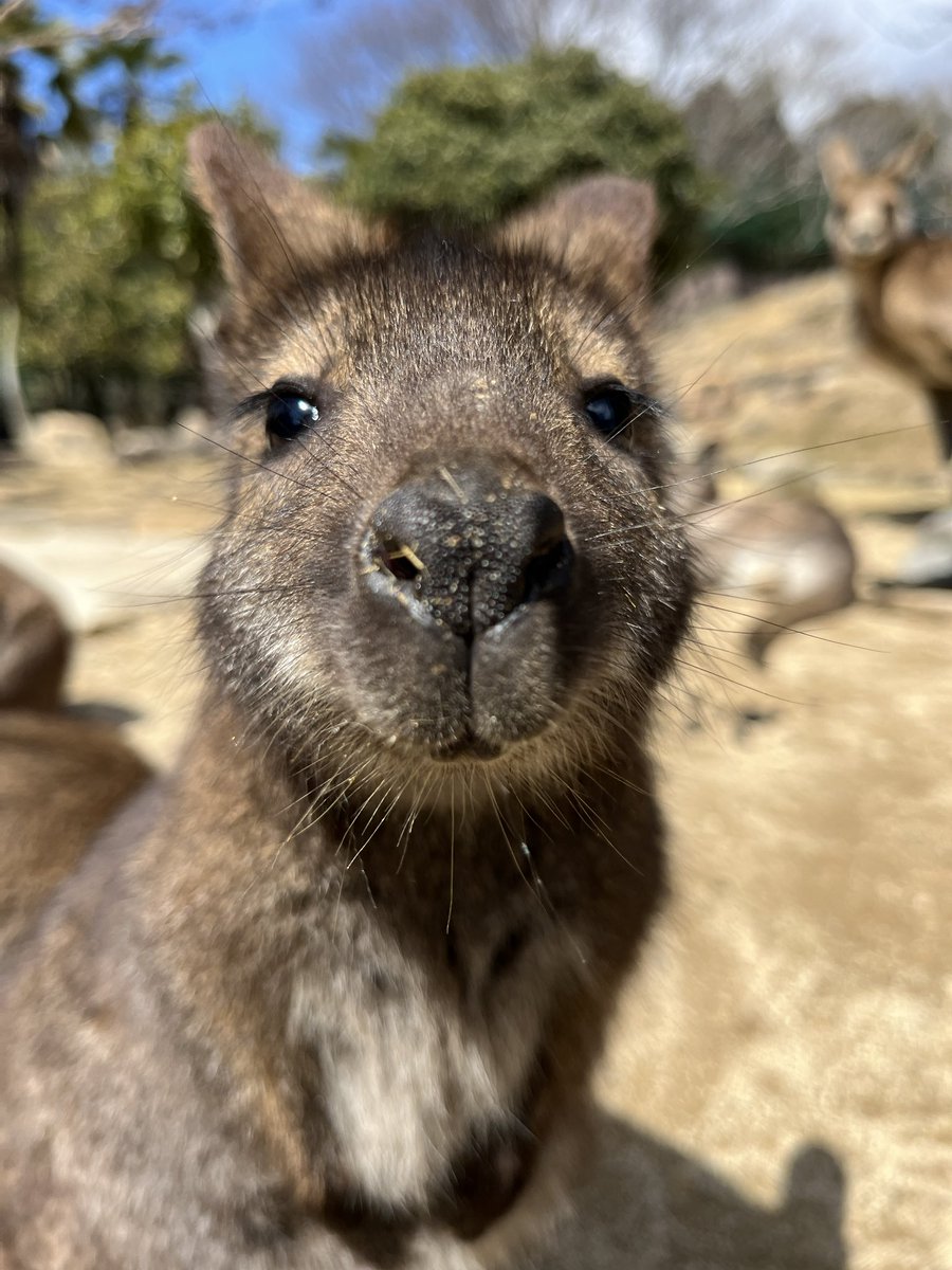 HcpSafari's tweet image. じっと見つめられてる気分…💕　

#姫セン　#ワラビー