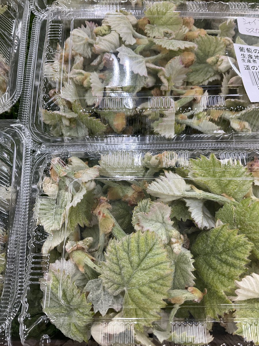 michiKAIYAMATO's tweet photo. 葡萄の新芽が並ぶ季節になりました🌱【芽かき】という不要な芽を取り除く作業をする今の時季だけ食べることができます🍇酸味があるので天ぷらがおすすめ✨ぶどうの産地ならではの味覚をぜひ🍇✨ https://t.co/z1VF5N6zc5