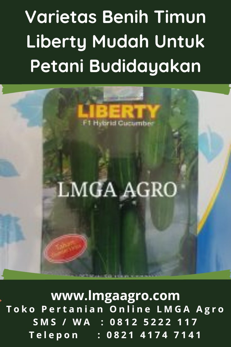 LMGAAgro's tweet image. Varietas Benih Timun Liberty Mudah Untuk Petani Budidayakan. 08125222117 SMS/WA. Toko LMGA Agro Online jual bibit timun Liberty harga murah . timun, tanam timun, tanaman timun, budidaya timun, pohon timun. #LmgaAgro #Bibit #Timun #Tanaman #Pertanian bit.ly/3NBYpfE