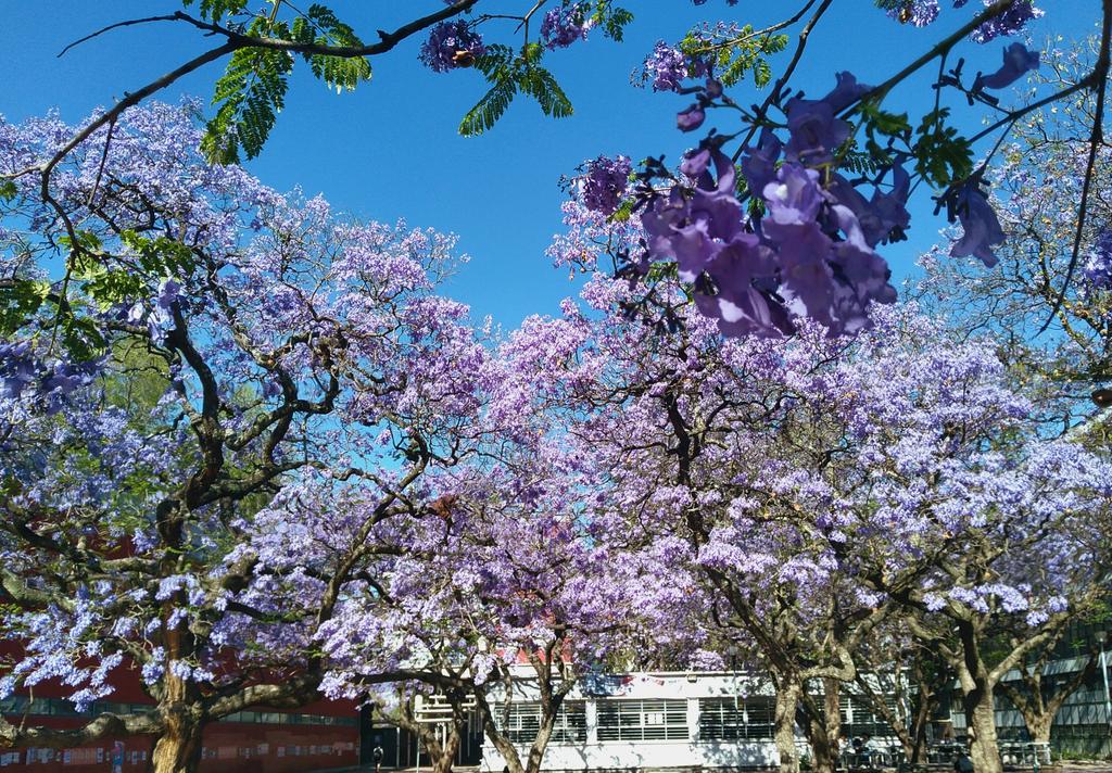kpeffect27's tweet image. #JacarandaAzteca
@RicardoBSalinas 
@MLMSalinas 
@JorgeNikaidoB 
Facultad de Economía, UNAM.
maps.app.goo.gl/PEnMNRHvHaDwaD…
