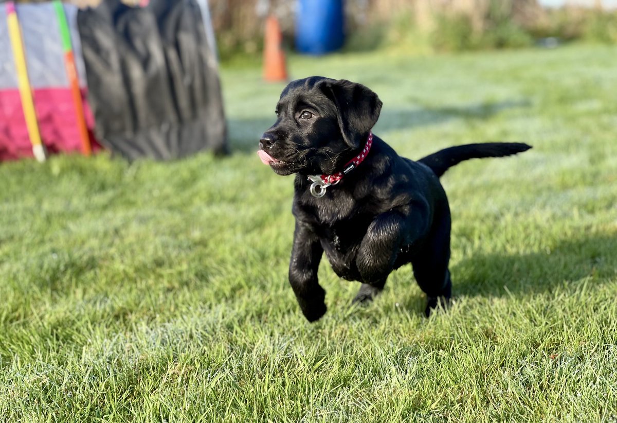 New Team #Smidge recruit #Mabel can officially confirm that the midges are back in Angus - here we go again!