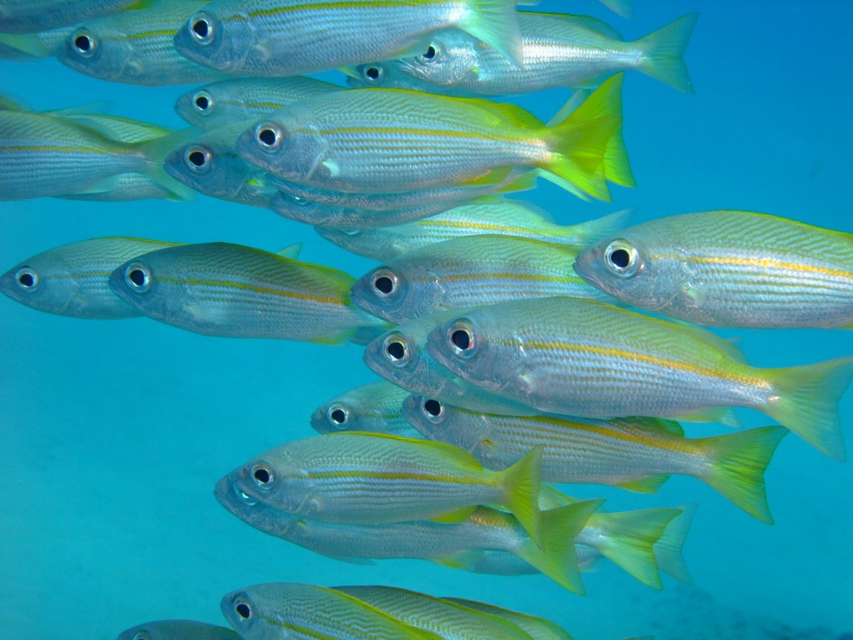 Fish eyes!
Ponta do Ouro, Mozambique, January 2014
Photograph by Raymond Travers