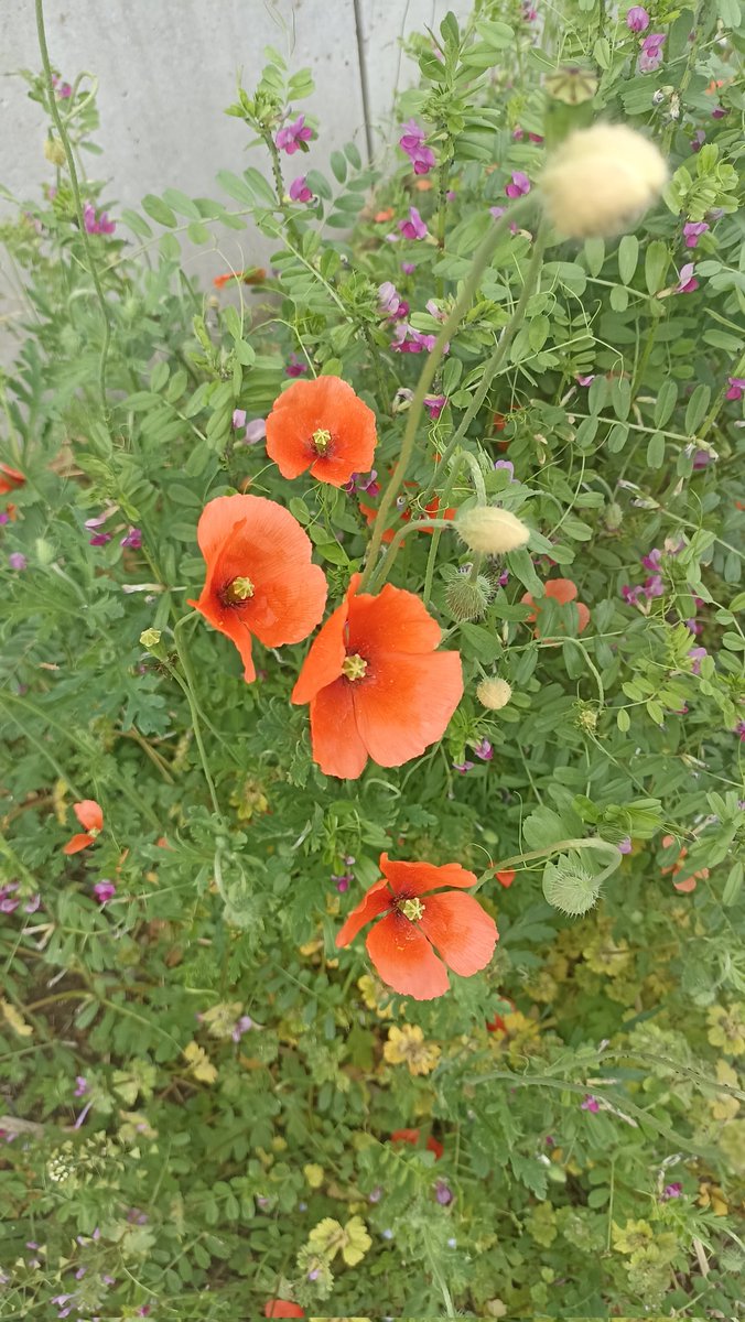 dwikyota's tweet photo. poppy liar untukmu hari ini https://t.co/R2AoAglrxb