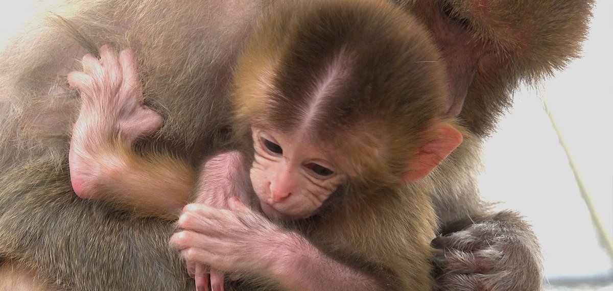 Wie zijn de ouders? 🧬
Bij het #BPRC bepalen we verwantschap bij primaten met genetische markers. Waarom? Omdat dit belangrijk is voor goed populatiebeheer én het gezond houden van onze dieren.
🔗 bprc.nl/nl/ouderschaps… 
#biodiversiteit #primaten #wetenschap #DNAonderzoek