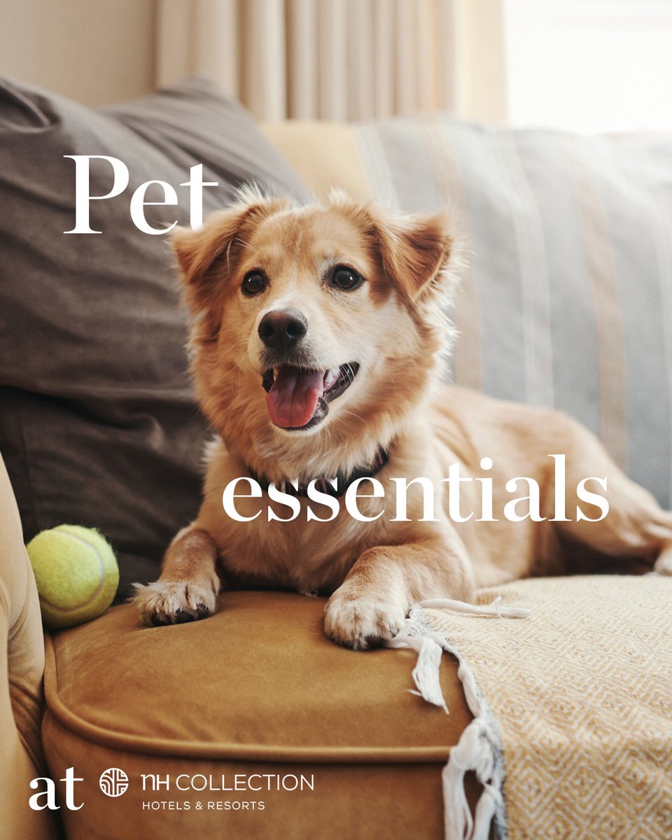 nhcollection's tweet image. Your pet’s comfort is our priority too! 🐾 Stay at NH Collection and make it an unforgettable trip for both of you🐕💙​

#NHCollection #NHCollectionExperience #PetFriendly #Furrystays