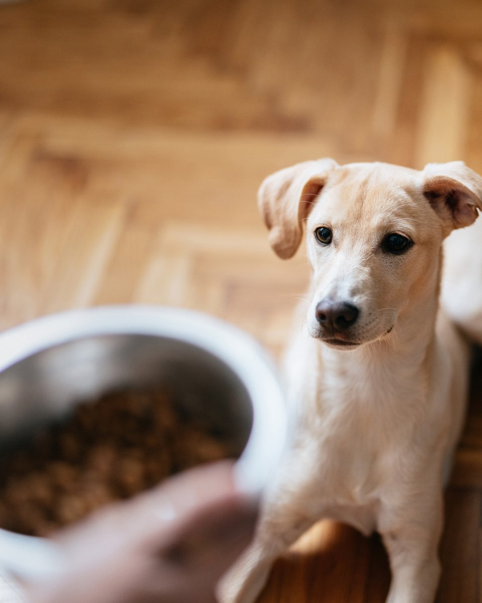 nhcollection's tweet image. Your pet’s comfort is our priority too! 🐾 Stay at NH Collection and make it an unforgettable trip for both of you🐕💙​

#NHCollection #NHCollectionExperience #PetFriendly #Furrystays