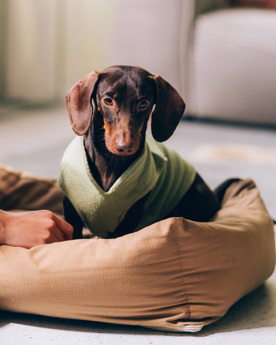 nhcollection's tweet image. Your pet’s comfort is our priority too! 🐾 Stay at NH Collection and make it an unforgettable trip for both of you🐕💙​

#NHCollection #NHCollectionExperience #PetFriendly #Furrystays