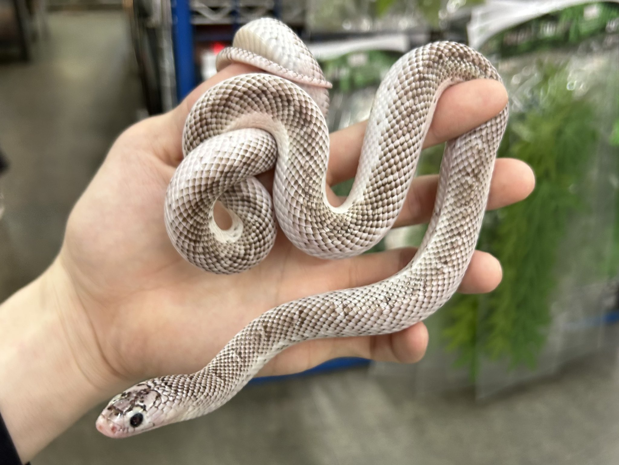 ナミページ 大きめサイズが勢揃い！ナミヘビ色々（シシバナヘビ以外