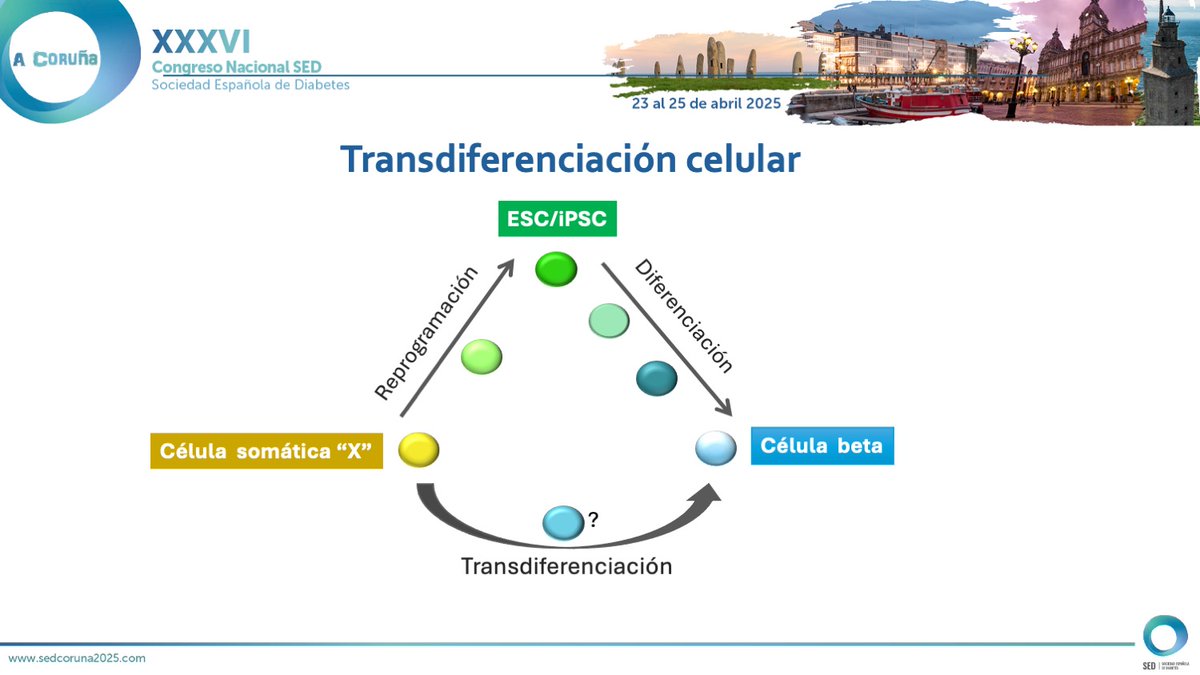 SEDiabetes's tweet photo. #SEDiab2025 🔵 Encuentro con la experta Rosa Gasa Arnaldich (@rosa_gasa)
🧪 ¿Estamos cerca de una terapia celular para la diabetes?
Hablamos de avances, retos y futuro de la medicina regenerativa en #diabetestipo1.
#DiabtESP #SEDiabetes #PCDM #DM1 #Investigacion #TerapiaCelular https://t.co/huejoPV5x4