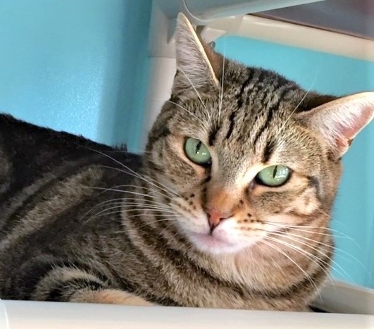 🙏🏽PLZ SHARE
💓Very Shy, Sweet 6.7YO Brown #Tabby Kitty "VAL"💓
📢Needs A Quiet, Patient #FureverHome🏡 W/ Another Kitty🐈
▶4 INFO sbacc.org/advert/val/
🙏🏽 #Adopt #AdoptDontShop
#SealBeach, #CA #OrangeCounty #SoCal
✅Cats <a href="/SealBeachAnimal/">SBACC</a> #ForgottensoulsHour #US #CATS
