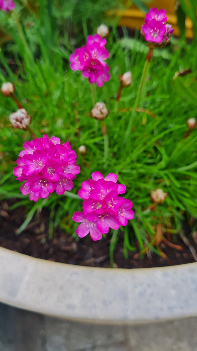 tijntje2's tweet image. Morge, #DDK fijne dag🙏🏻🍀