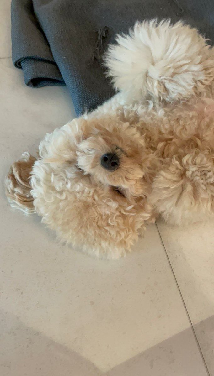 choijowoo's tweet photo. 💬🐾🐶: ( .. ☆) ᴍ͟ᴇ͟ᴇ͟ᴛ͟ ᴍ͟ʏ͟ ʙ͟ᴀ͟ʙ͟ʏ͟ ᴘ͟ᴀ͟ᴡ͟!

ㅤㅤFinally . . . here’s  the  long-awaited
ㅤㅤC͟ʜ͟ᴏ͟ɪ͟ K͟ᴏ͟ɴ͟ɢ  !!  If  you  set  it  as  your
ㅤㅤbackground,  good  luck  will  come 
️️ㅤㅤyour  way ૮ • ﻌ - ა
️️ https://t.co/yIMIqYXHyz