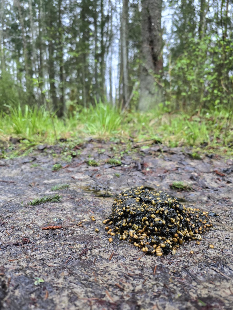 We can confirm that bears do indeed 💩 in the woods!