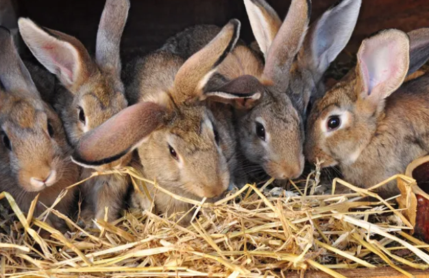 LeandreBaka2's tweet photo. Rabbits cannot vomit.
Their digestive tract is one-way.
That’s why proper feed balance is crucial mistakes can't come back out.
Feed wisely = farm safely.
#RabbitFacts #DigestiveCare #AgriHopperScience https://t.co/GEc7zMyswN