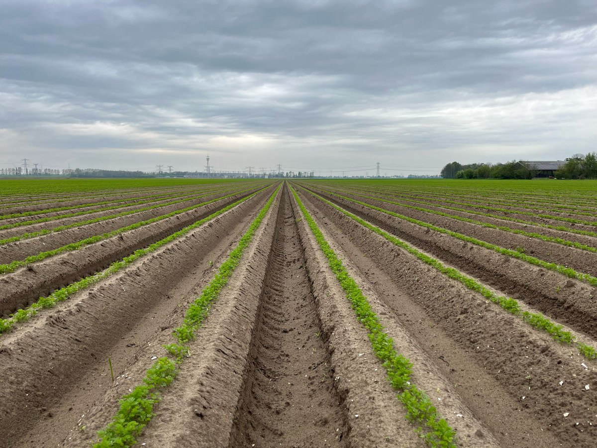 Een gezonde en gelijkmatige #weggroei is essentieel voor een sterke start van het gewas. Dit vormt de basis voor een goede #ontwikkeling en uiteindelijk een succesvolle oogst. De biostimulanten #Nemater &amp; #Folisec helpen hier bij🌱🥕

pireco.nl/actualiteiten/…