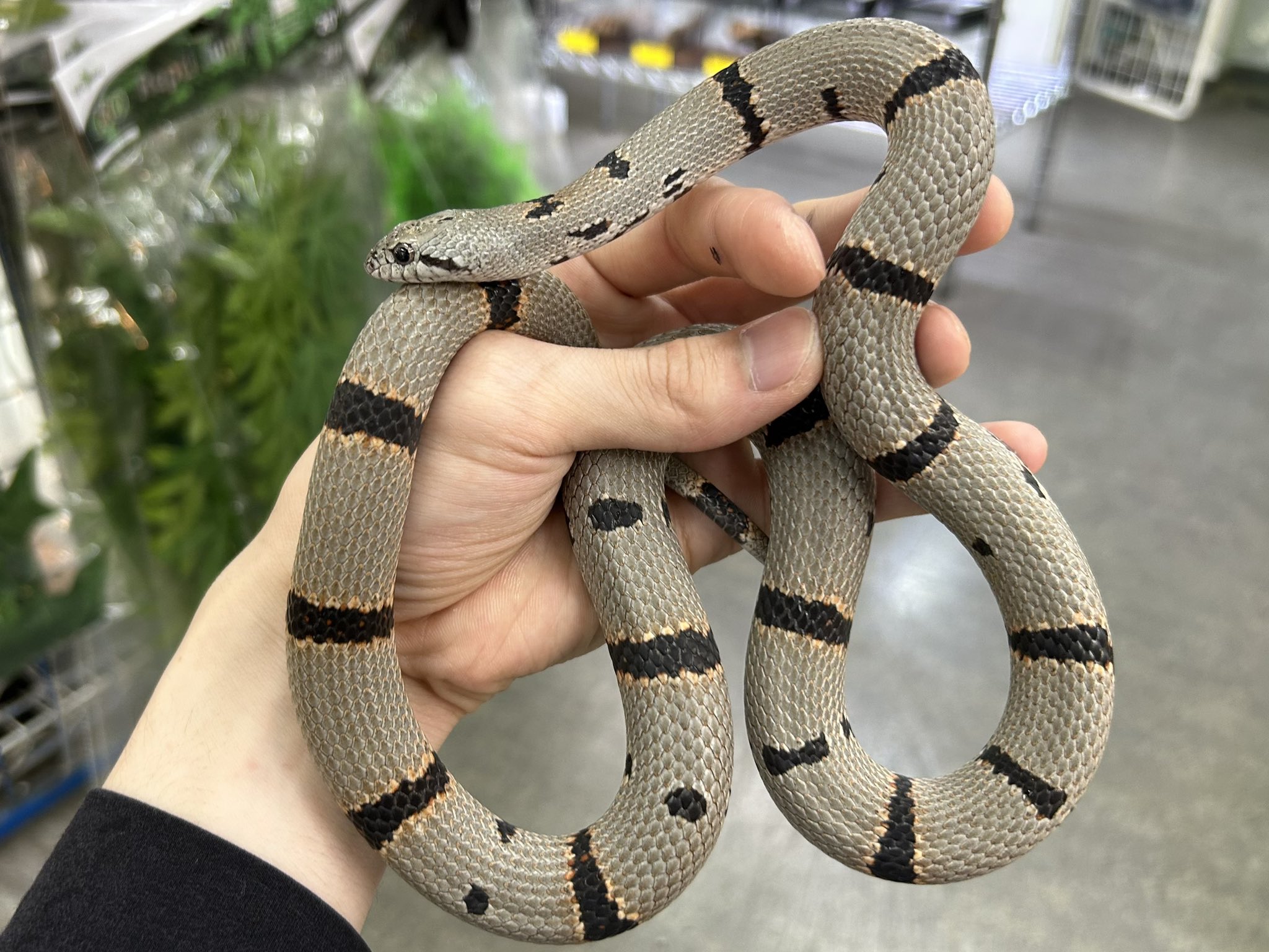 大きめサイズが勢揃い！ナミヘビ色々（シシバナヘビ以外