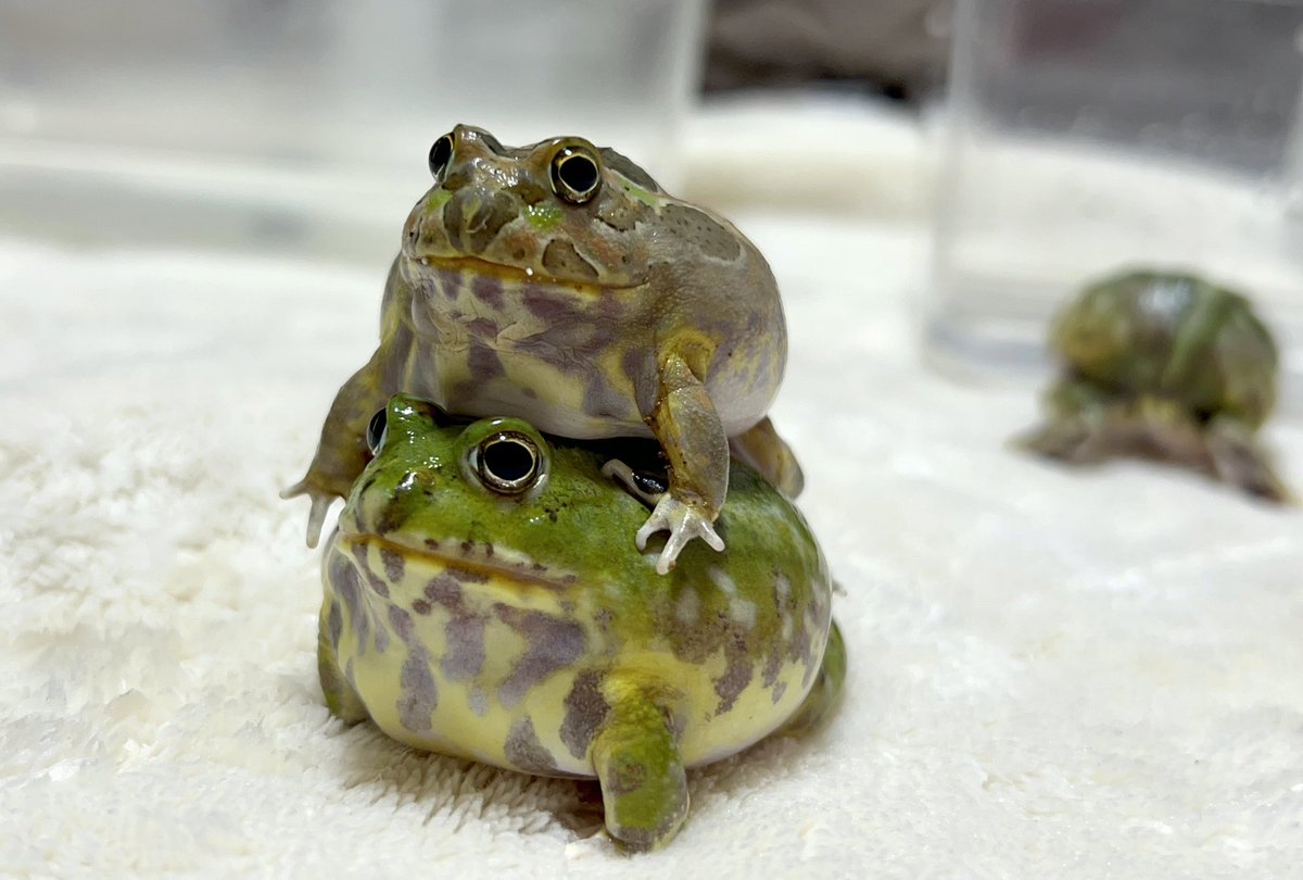 🍡もちもち🍡🐸🐸🐸
#チャコガエル
#Chacophrys
#タレ
#あじみ
#ちくわ