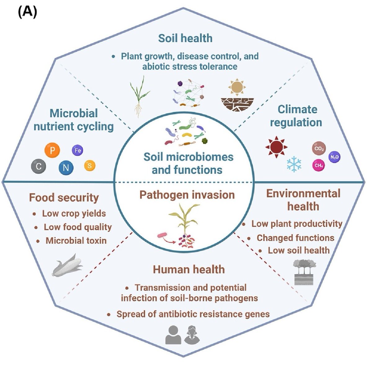 Abiotic stress in plants (Green Survivors) (@abioticstress) on Twitter photo Review by <a href="/Prof_Braj_Singh/">Prof Brajesh Singh</a> et al. <a href="/TadeoSaez/">Tadeo Saez</a> <a href="/hongweiliu10/">Dr Hongwei Liu</a> <a href="/Dr_ChaoXiong/">Chao Xiong</a> <a href="/westernsydneyu/">Western Sydney University</a> <a href="/TrendsMicrobiol/">Trends in Microbiology</a> <a href="/CropGlobal/">Global Sustainable Agriculture & Environment</a>
Plant #pathogens, #microbiomes, and #soil health
cell.com/trends/microbi…
<a href="/TengxiangLian/">Tengxiang Lian</a> <a href="/HangweiHu/">Hangwei Hu</a> <a href="/theGSBI/">Soil Biodiversity</a> <a href="/ykuzyakov/">Yakov Kuzyakov . . . priming Soil Science</a> <a href="/ManuDelBaq/">ManuDelgadoBaquerizo</a> <a href="/SoilEcologyFTW/">SoilHealthActivity</a> <a href="/sci_plant/">Plant Science</a> Review by <a href="/Prof_Braj_Singh/">Prof Brajesh Singh</a> et al. <a href="/TadeoSaez/">Tadeo Saez</a> <a href="/hongweiliu10/">Dr Hongwei Liu</a> <a href="/Dr_ChaoXiong/">Chao Xiong</a> <a href="/westernsydneyu/">Western Sydney University</a> <a href="/TrendsMicrobiol/">Trends in Microbiology</a> <a href="/CropGlobal/">Global Sustainable Agriculture & Environment</a>
Plant #pathogens, #microbiomes, and #soil health
cell.com/trends/microbi…
<a href="/TengxiangLian/">Tengxiang Lian</a> <a href="/HangweiHu/">Hangwei Hu</a> <a href="/theGSBI/">Soil Biodiversity</a> <a href="/ykuzyakov/">Yakov Kuzyakov . . . priming Soil Science</a> <a href="/ManuDelBaq/">ManuDelgadoBaquerizo</a> <a href="/SoilEcologyFTW/">SoilHealthActivity</a> <a href="/sci_plant/">Plant Science</a>