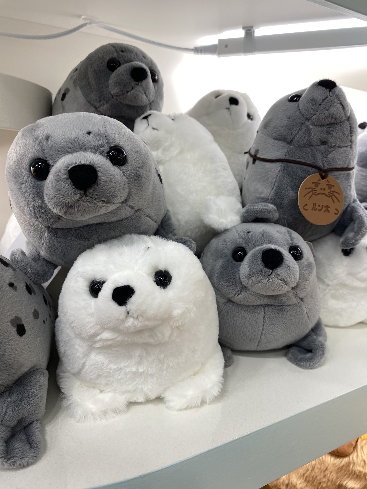 伊勢シーパラダイス【公式】 on X: 