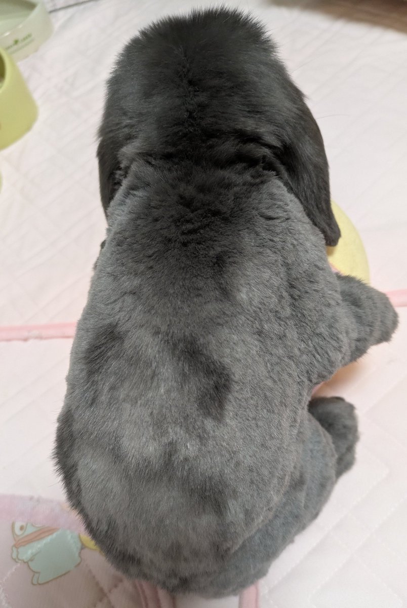 ムチムチしてる🐰🤤