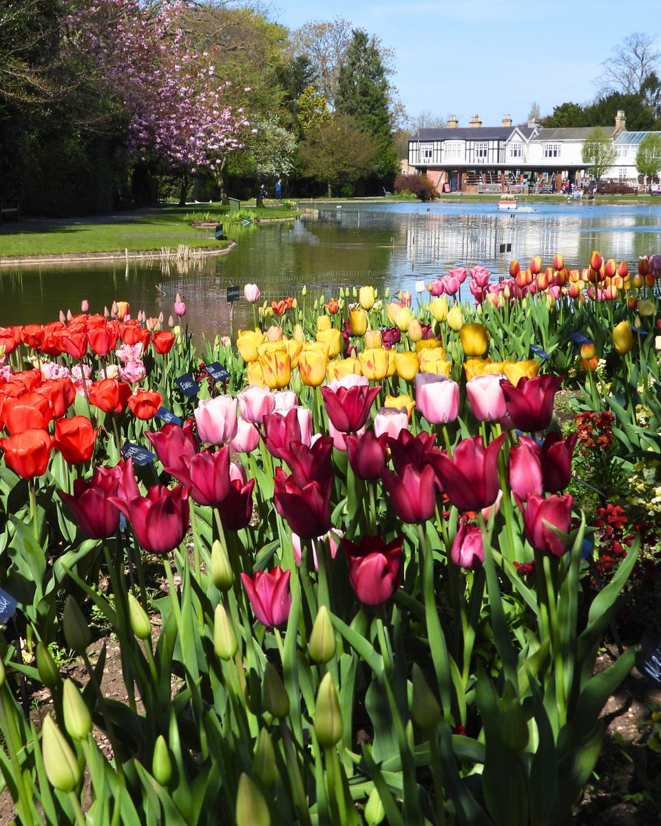 Tulip Festival blooms at <a href="/BurnbyGardens/">Burnby Hall Gardens</a>! 🌷

Spring has arrived, and so has the vibrant Tulip Festival at Burnby Hall Gardens. Come along and immerse yourself in a kaleidoscope of over 18,000 tulips across 130+ varieties loom.ly/Uw2vp38