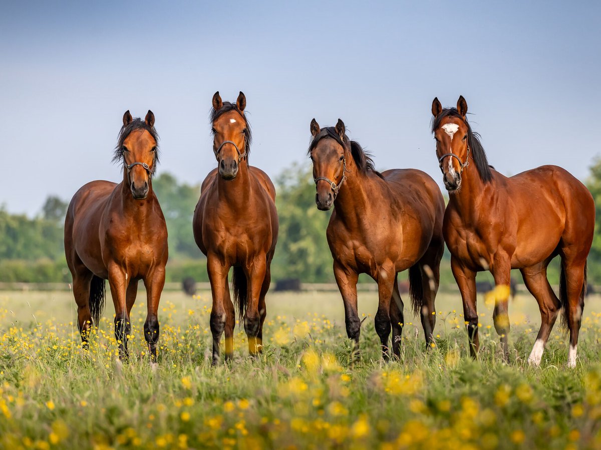 AgaKhanStuds's tweet photo. 🥇 #Asmarani (📸 second from left) broke his maiden yesterday at Saint-Cloud by 3 lengths.
This Sottsass colt, who placed 2nd on debut in March, is out of #Azama, a #SeaTheStars half-sister to champion #Azamour as well as #Azmiyna, dam of 5x Gr.1 winner The Autumn Sun. 🟢🔴 https://t.co/LTicImw4OT
