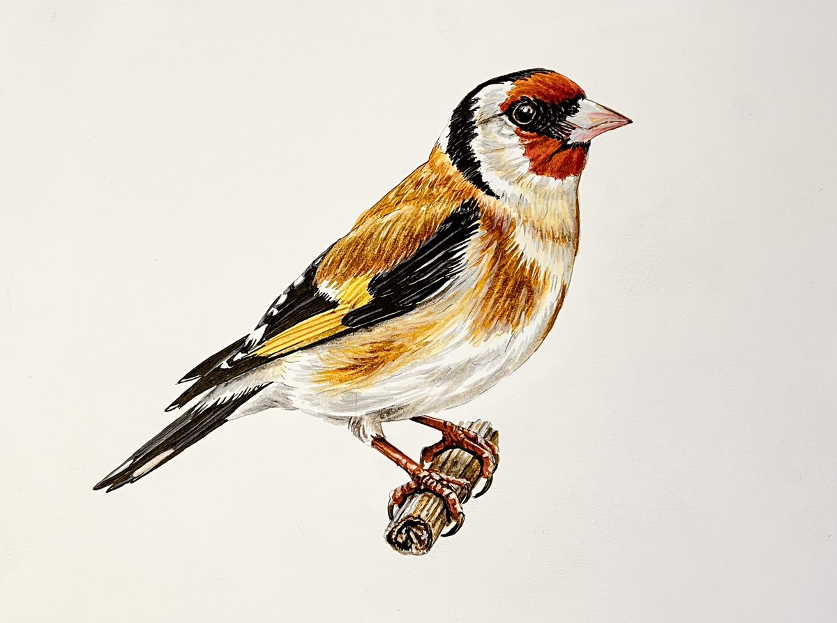 Goedemorgen geteisem. Zojuist voltooide ik in de serie 300 tekeningen de Distelvink (putter). Vind u het iets?

‘Ik kan helegaar niet op een zwevende tak staan’
21 x 29,7 cm
Inkt op papier