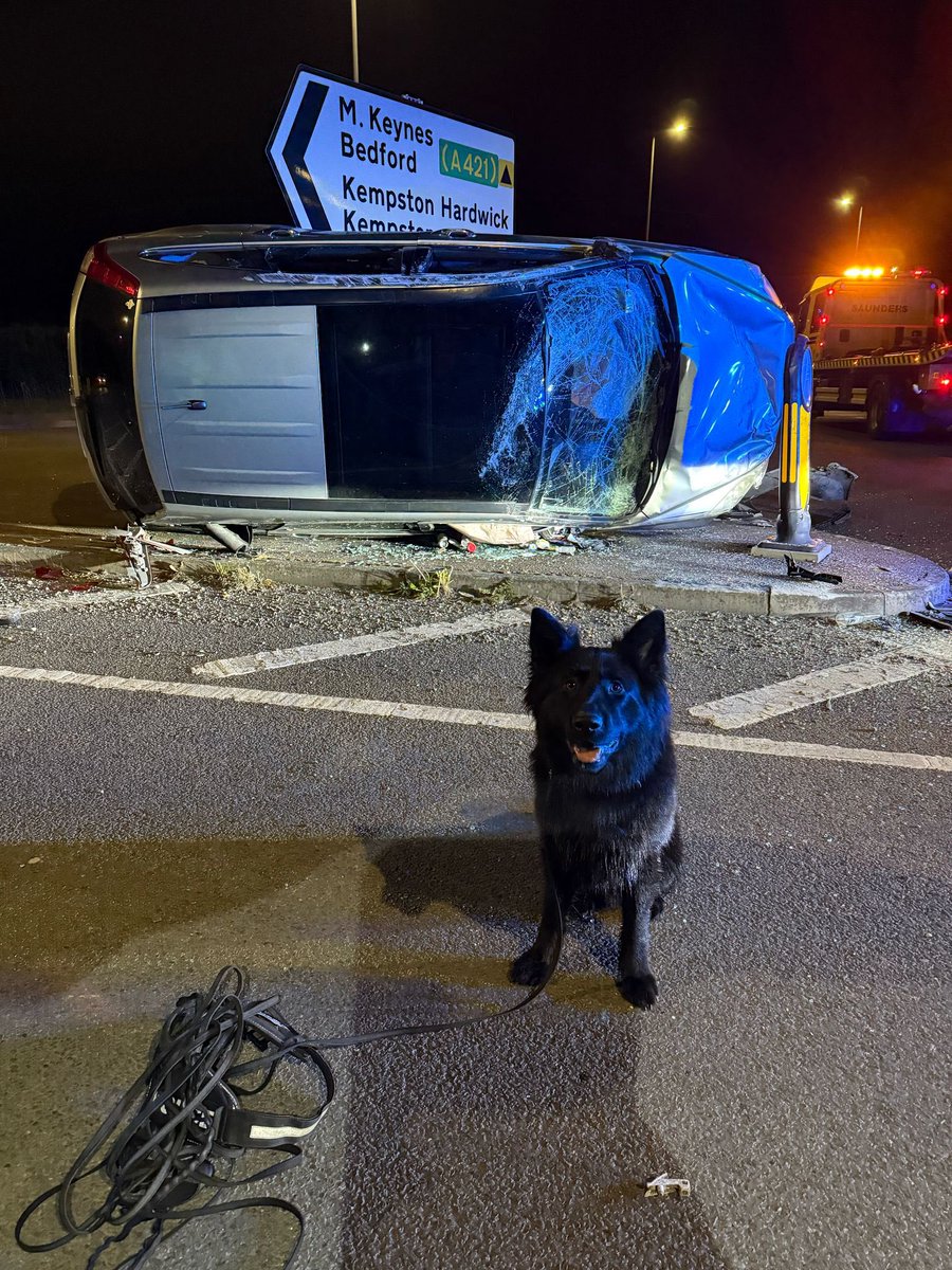 BCHPoliceDogs's tweet image. PD Hector arrived at a single vehicle RTC where 2 males make off from scene. PD Hector put his nose into action and tracked across fields, near to train tracks and into a swamp nearly waist height. The 2 males thought they could hide from PD Hector. 1-0 to PD Hector. 🐕💥