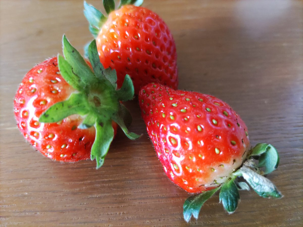 今日は3個収穫
毎日イチゴ狩り😋