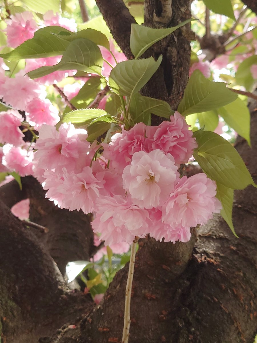 kuesuke_jp's tweet photo. Cherry blossoms bloomed in my garden. https://t.co/CKox6YUX0k