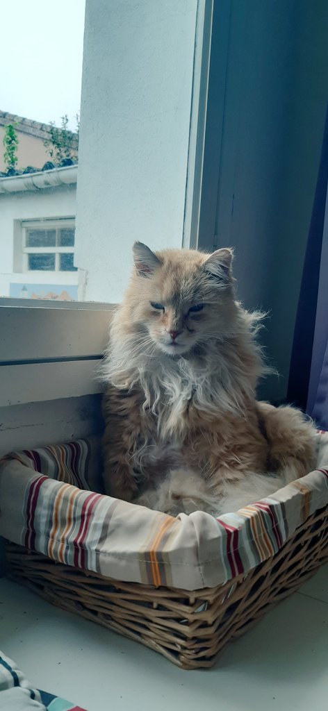 Rourou 🦊 et Nino 🐺 tweet media