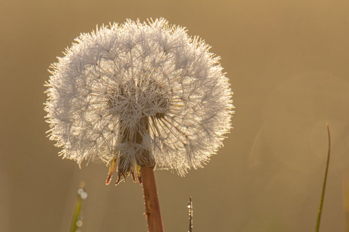 In fields where wild winds softly roam,
Dandelions dance, their golden home.
Each petal glows with sunlit fire,
A fleeting spark of heart’s desire. 

Beneath the sky of endless blue,
They whisper dreams that once we knew.
Of hopes that soar on breezes light,
Like wishes cast in
