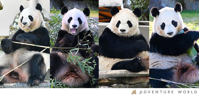 【悲報】和歌山アドベンチャーワールドのパンダ全4頭、すべて中国返還 国内2頭のみに

和歌山からパンダ取ったら、ほんとに山しか残らない…。パンダは「和歌山」の「和」と「歌」やろ。